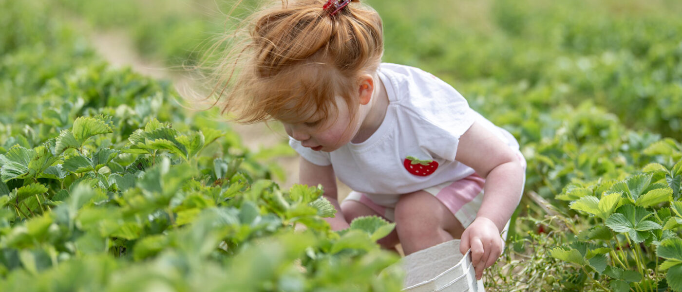 Spilmans Strawberry Fields for Summer Pick-Your-Own Season